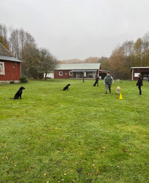 lydnadskurs fortsättning